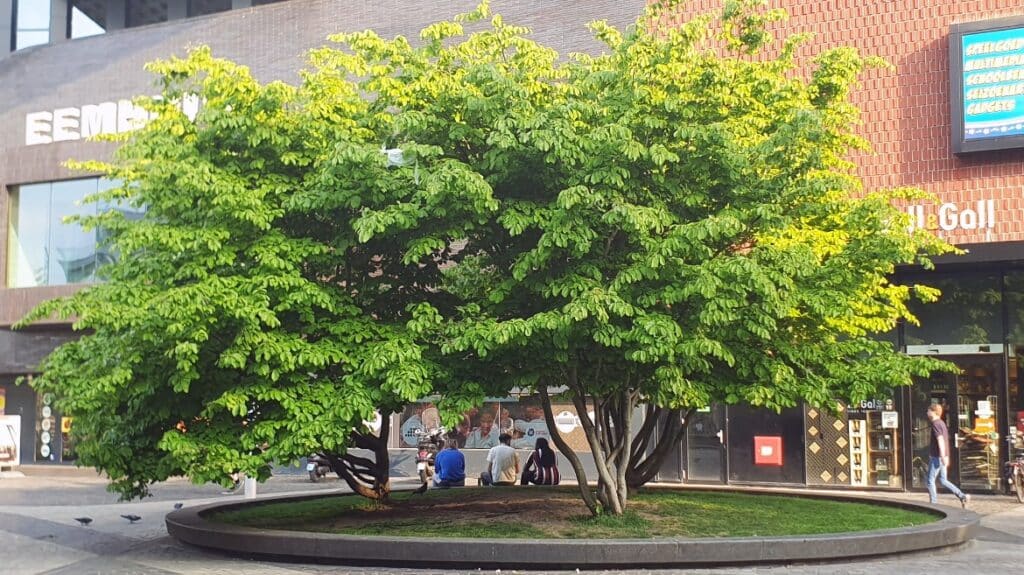 Boomeiland met zitrand, Amersfoort ©Nanda Sluijsmans